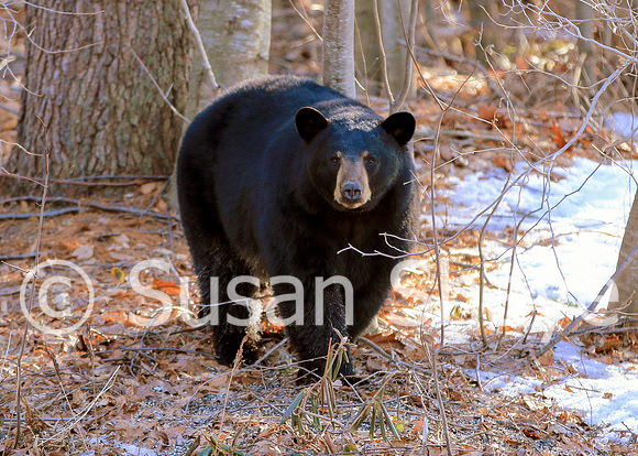 Black Bear Central Massachusetts