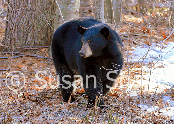 Black Bear Central Massachusetts