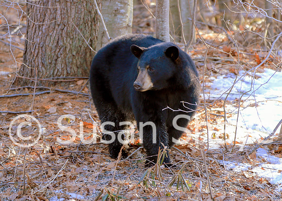 Black Bear Central Massachusetts