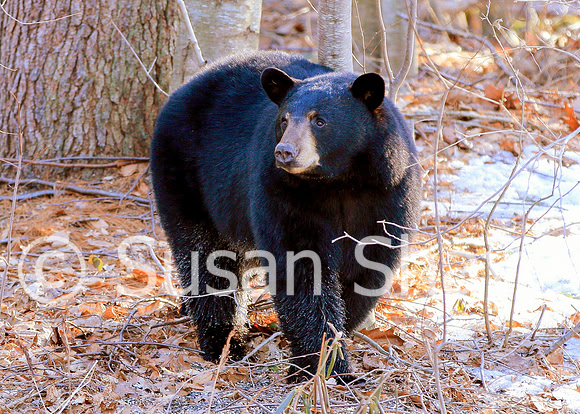 Black Bear Central Massachusetts