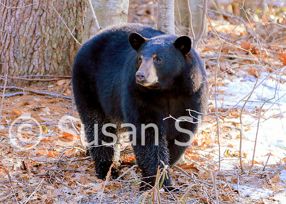 Black Bear Central Massachusetts