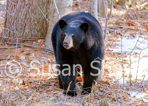 Black Bear Central Massachusetts