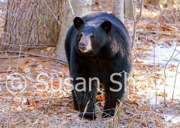 Black Bear Central Massachusetts