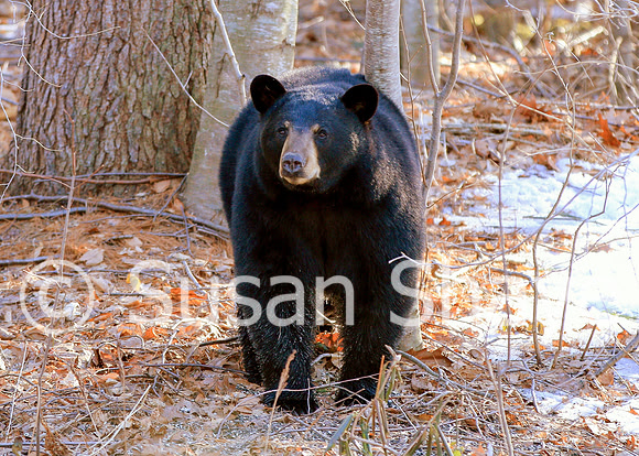 Black Bear Central Massachusetts