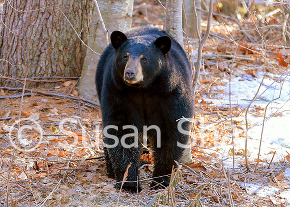 Black Bear Central Massachusetts