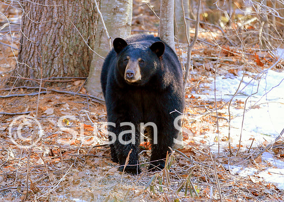 Black Bear Central Massachusetts