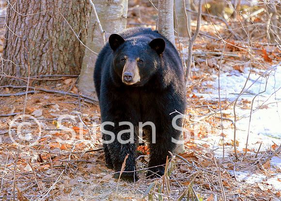 Black Bear Central Massachusetts
