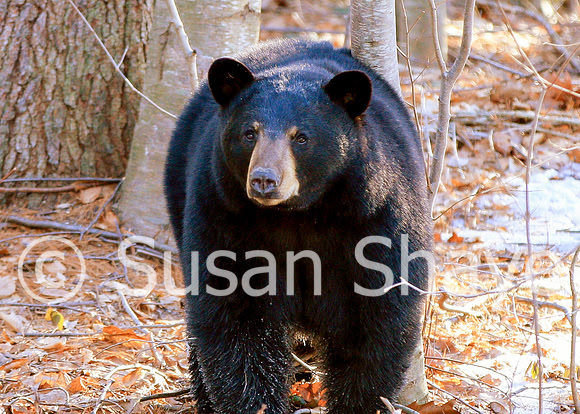 Black Bear Central Massachusetts