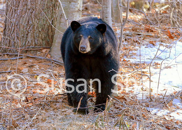 Black Bear Central Massachusetts