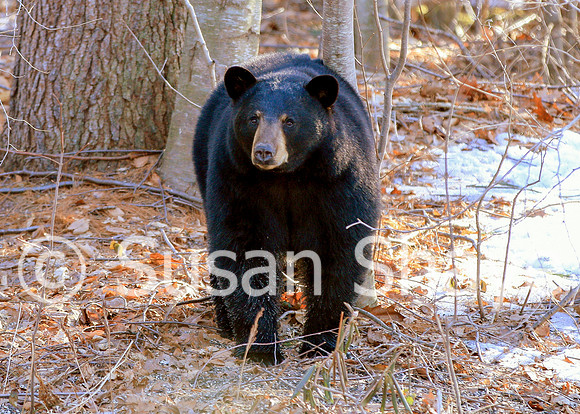 Black Bear Central Massachusetts