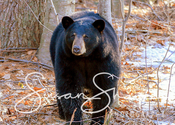 Black Bear Central Massachusetts