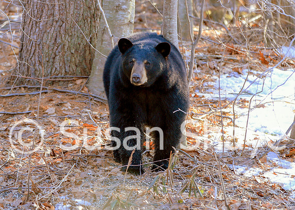 Black Bear Central Massachusetts