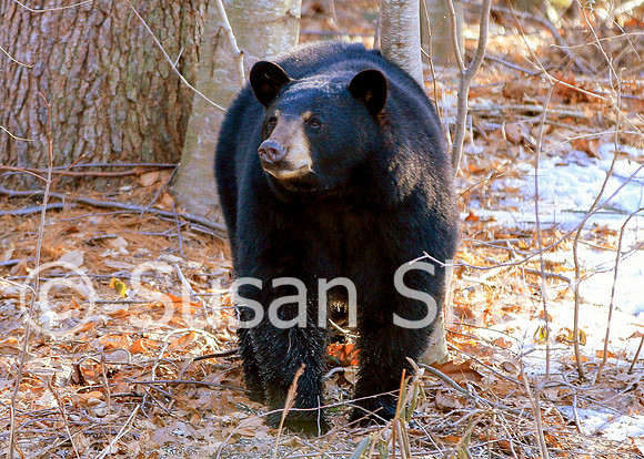 Black Bear Central Massachusetts