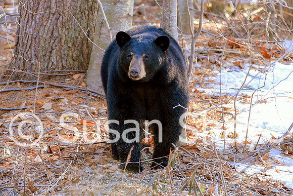 Black Bear Central Massachusetts
