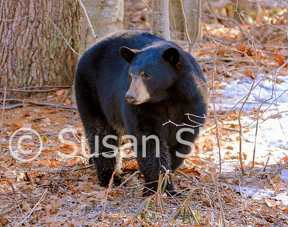 Black Bear Central Massachusetts