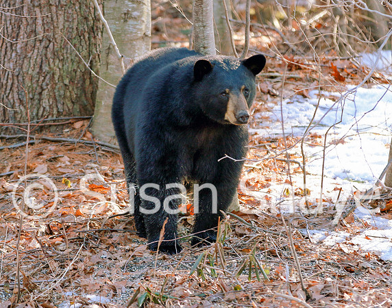 Black Bear Central Massachusetts