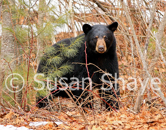 Black Bear Central Massachusetts