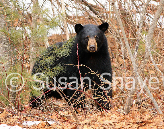 Black Bear Central Massachusetts