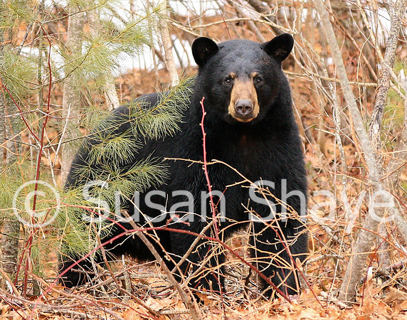 Black Bear Central Massachusetts