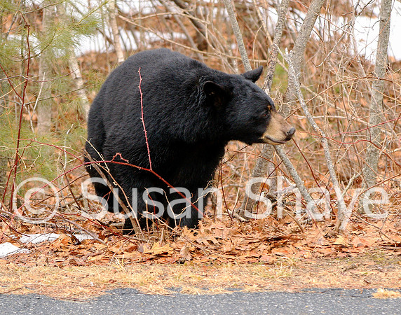 Black Bear Central Massachusetts