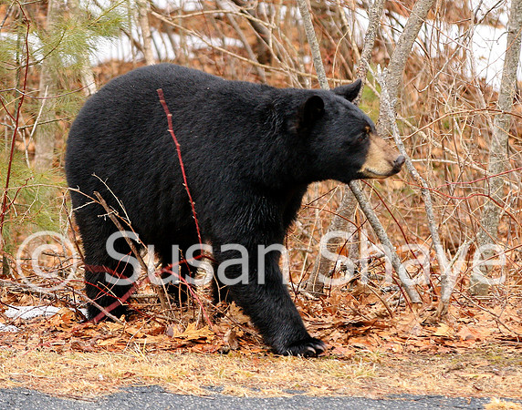 Black Bear Central Massachusetts