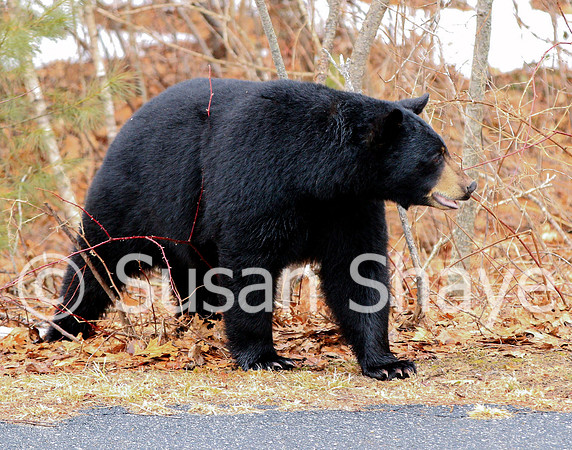 Black Bear Central Massachusetts