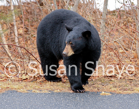 Black Bear Central Massachusetts