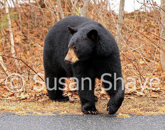 Black Bear Central Massachusetts