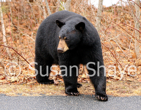 Black Bear Central Massachusetts