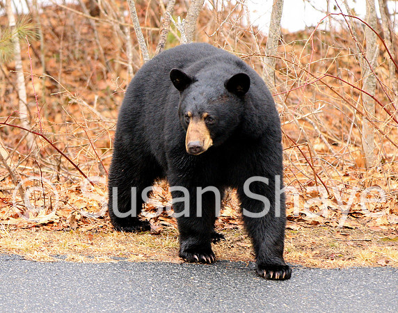 Black Bear Central Massachusetts