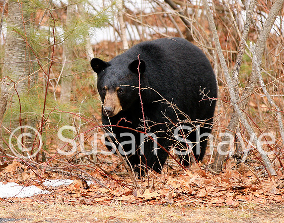 Black Bear Central Massachusetts