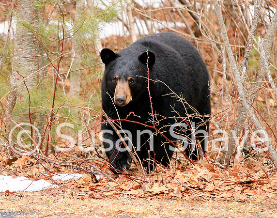 Black Bear Central Massachusetts