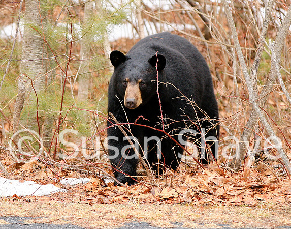 Black Bear Central Massachusetts