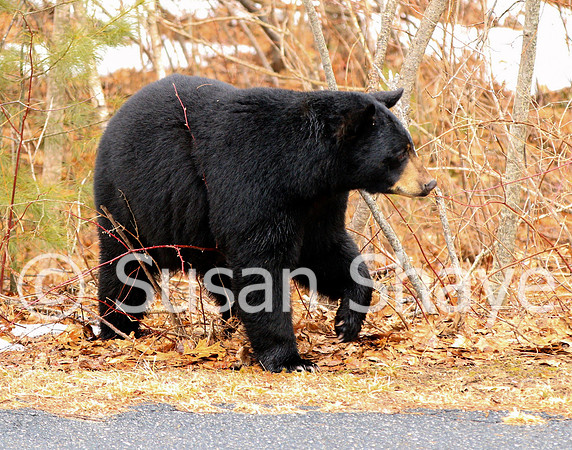 Black Bear Central Massachusetts