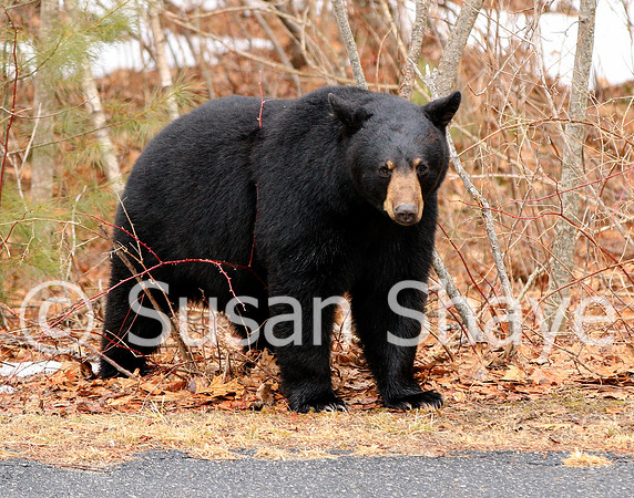 Black Bear Central Massachusetts