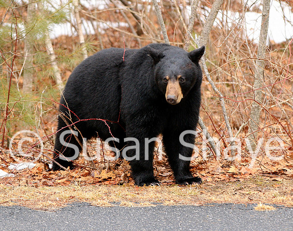 Black Bear Central Massachusetts