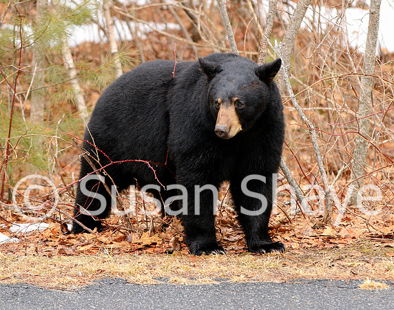 Black Bear Central Massachusetts