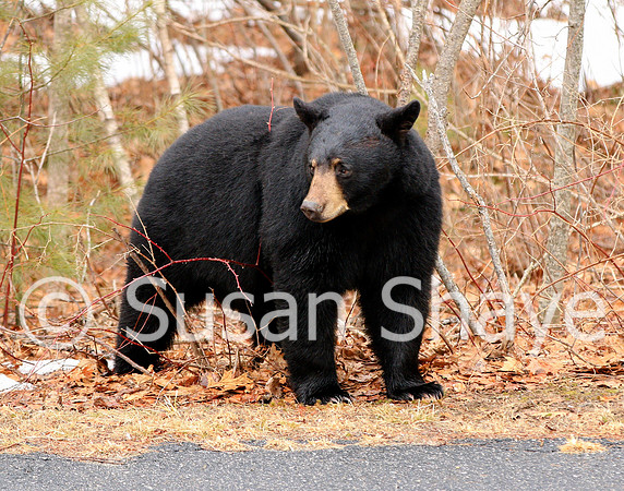 Black Bear Central Massachusetts
