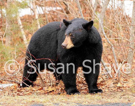 Black Bear Central Massachusetts