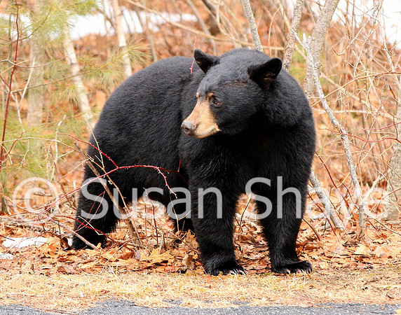 Black Bear Central Massachusetts