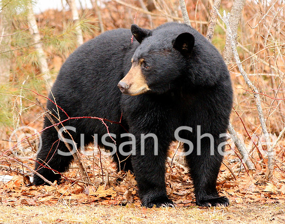 Black Bear Central Massachusetts