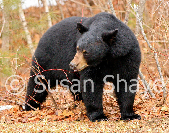 Black Bear Central Massachusetts