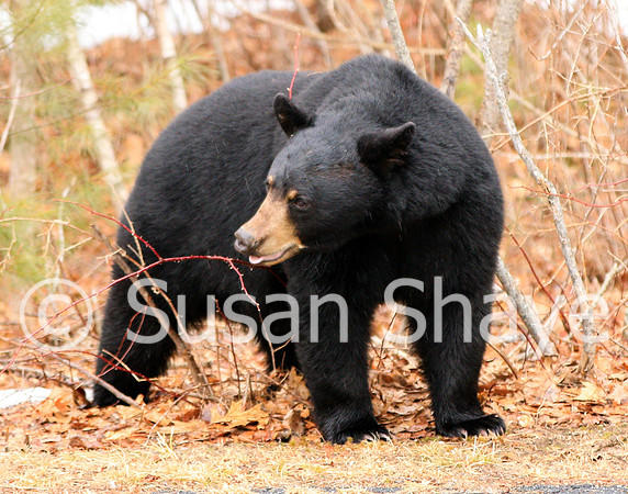 Black Bear Central Massachusetts