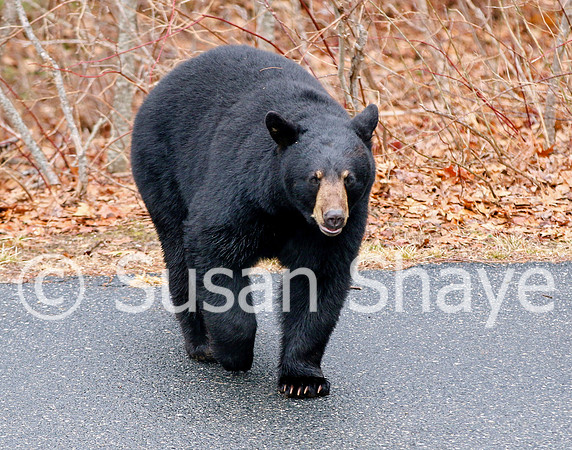 Black Bear Central Massachusetts