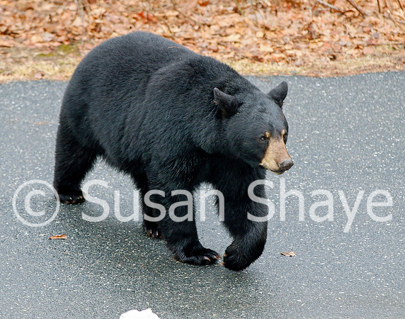 Black Bear Central Massachusetts