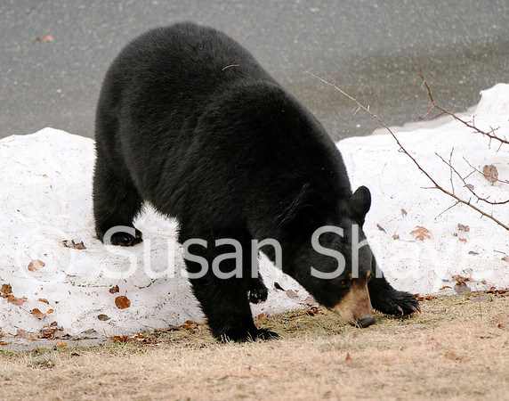 Black Bear Central Massachusetts