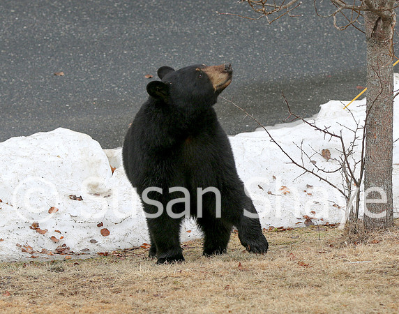 Black Bear Central Massachusetts