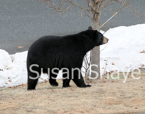 Black Bear Central Massachusetts