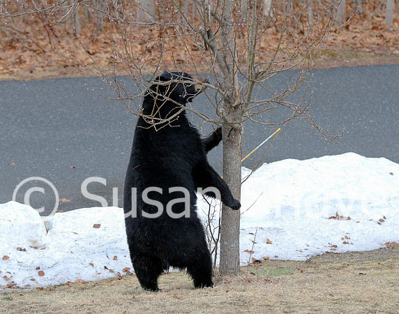 Black Bear Central Massachusetts