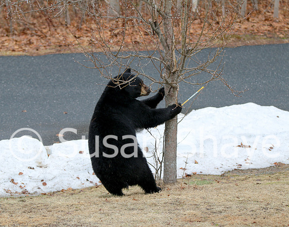 Black Bear Central Massachusetts